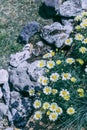 White wild chrysanthemum in the garden